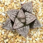 HAWORTHIA  SPLENDENS GM452 - 8CM POT