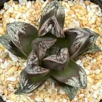 HAWORTHIA TWELVE INCAS ROSE - 9CM POT