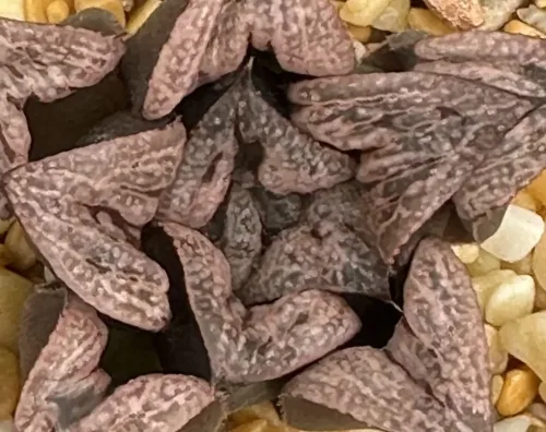 HAWORTHIA SPLENDENS HYBRID (GM) - 7CM POT