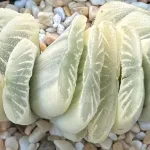 HAWORTHIA  TRUNCATA LIME GREEN REVERSE VARIEGATE - 7CM
