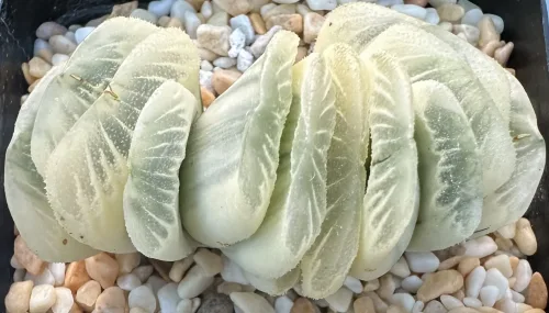 HAWORTHIA  TRUNCATA LIME GREEN REVERSE VARIEGATE - 7CM