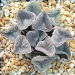 HAWORTHIA  ICE DIAMOND
