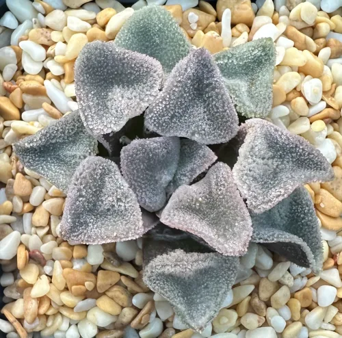 HAWORTHIA  ICE DIAMOND