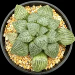 HAWORTHIA CRYSTAL/SUISHO - 11CM POT