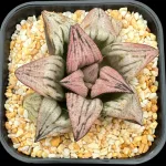 HAWORTHIA PRINCESS KAZUNOMIYA - 10CM POT
