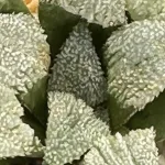 HAWORTHIA ALUMINIUM STAR X TRIPPLE B (GM) - 7CM POT