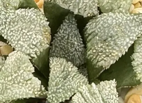 HAWORTHIA ALUMINIUM STAR X TRIPPLE B (GM) - 7CM POT