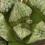 HAWORTHIA SPLENDENS HYBRID (GM) - 7CM POT