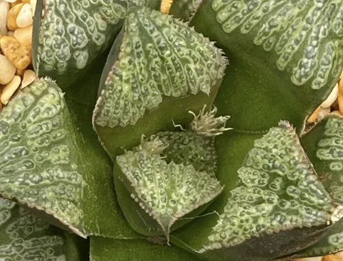 HAWORTHIA SPLENDENS HYBRID (GM) - 7CM POT