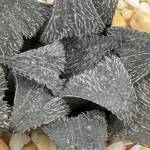 HAWORTHIA MIRABILLIS VAR PILOSA MBB7288 (BOBII) - 7CM POT