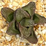 HAWORTHIA NUBIA SERIES (GM) - 7CM POT