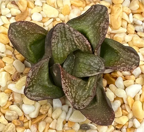 HAWORTHIA NUBIA SERIES (GM) - 7CM POT