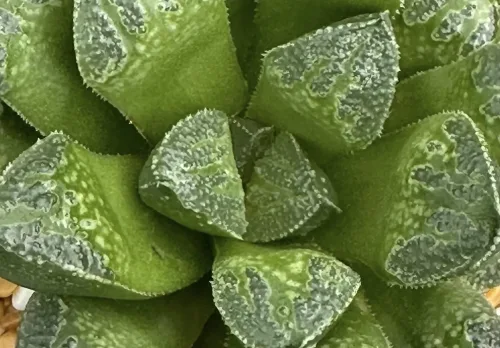 HAWORTHIA GREEN CHATEAU HYBRID (GM) - 7CM POT