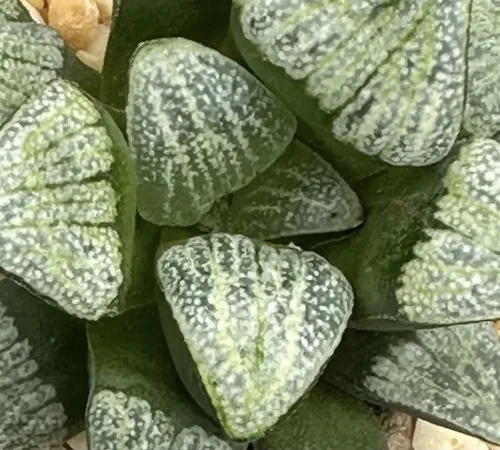 HAWORTHIA SILVIAE SUPERSTAR SERIES (GM) - 8CM POT
