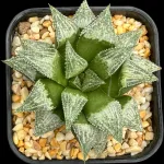 HAWORTHIA SKYBRUSH X HAKUGINJOH (GM) - 8CM POT