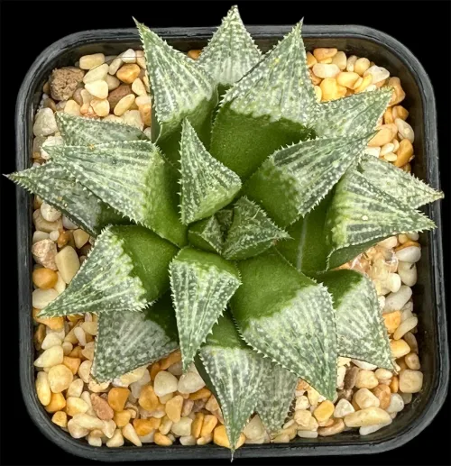 HAWORTHIA SKYBRUSH X HAKUGINJOH (GM) - 8CM POT