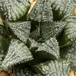 HAWORTHIA CHOCKWONDER (GM) - 7CM POT