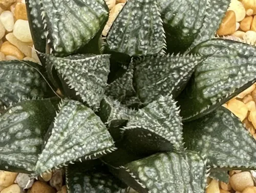 HAWORTHIA CHOCKWONDER (GM) - 7CM POT