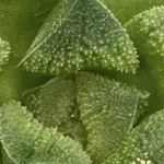 HAWORTHIA PADMARAGA SERIES (GM) - 7CM POT