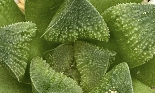 HAWORTHIA PADMARAGA SERIES (GM) - 7CM POT