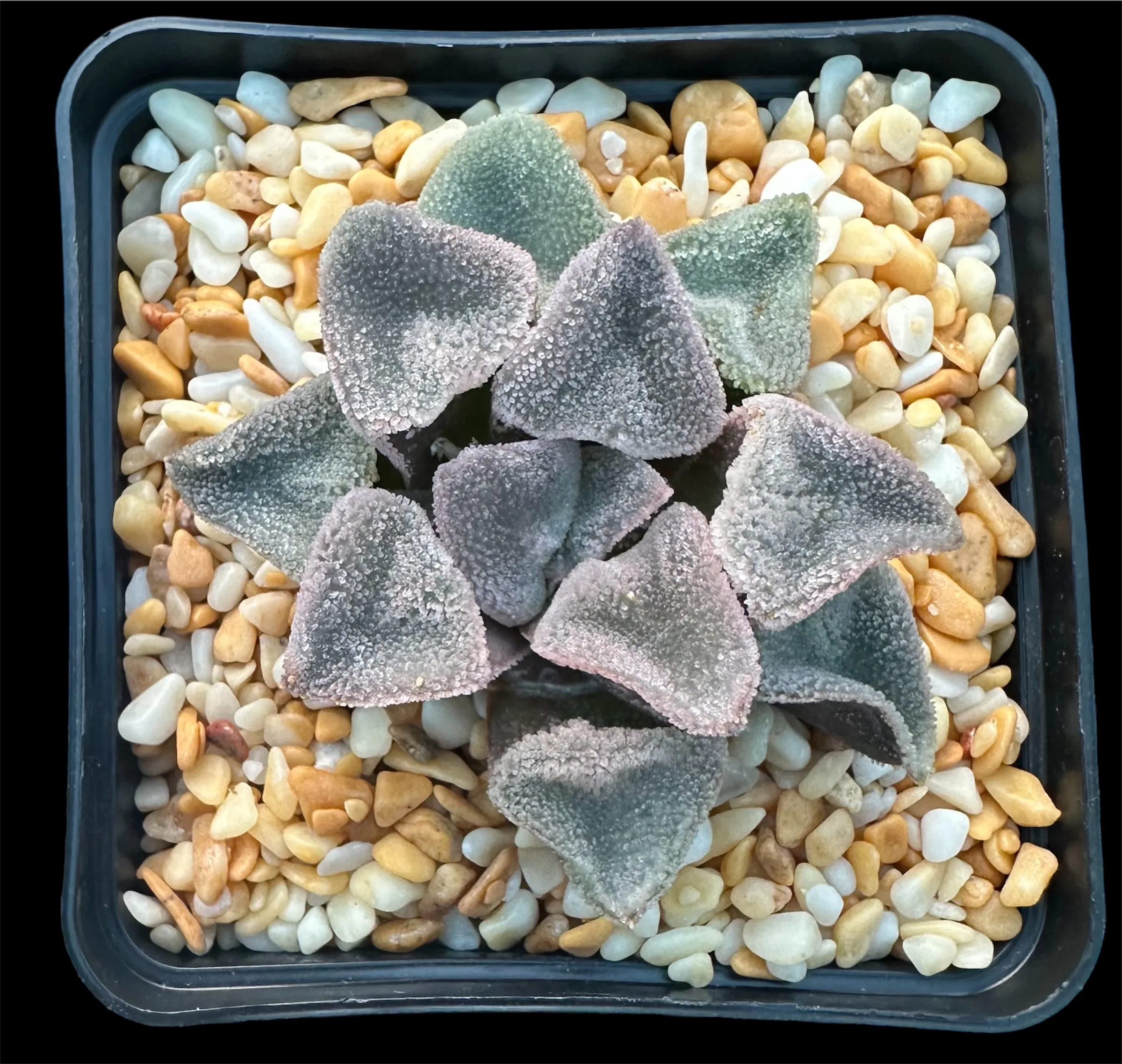 HAWORTHIA  ICE DIAMOND - Image 4