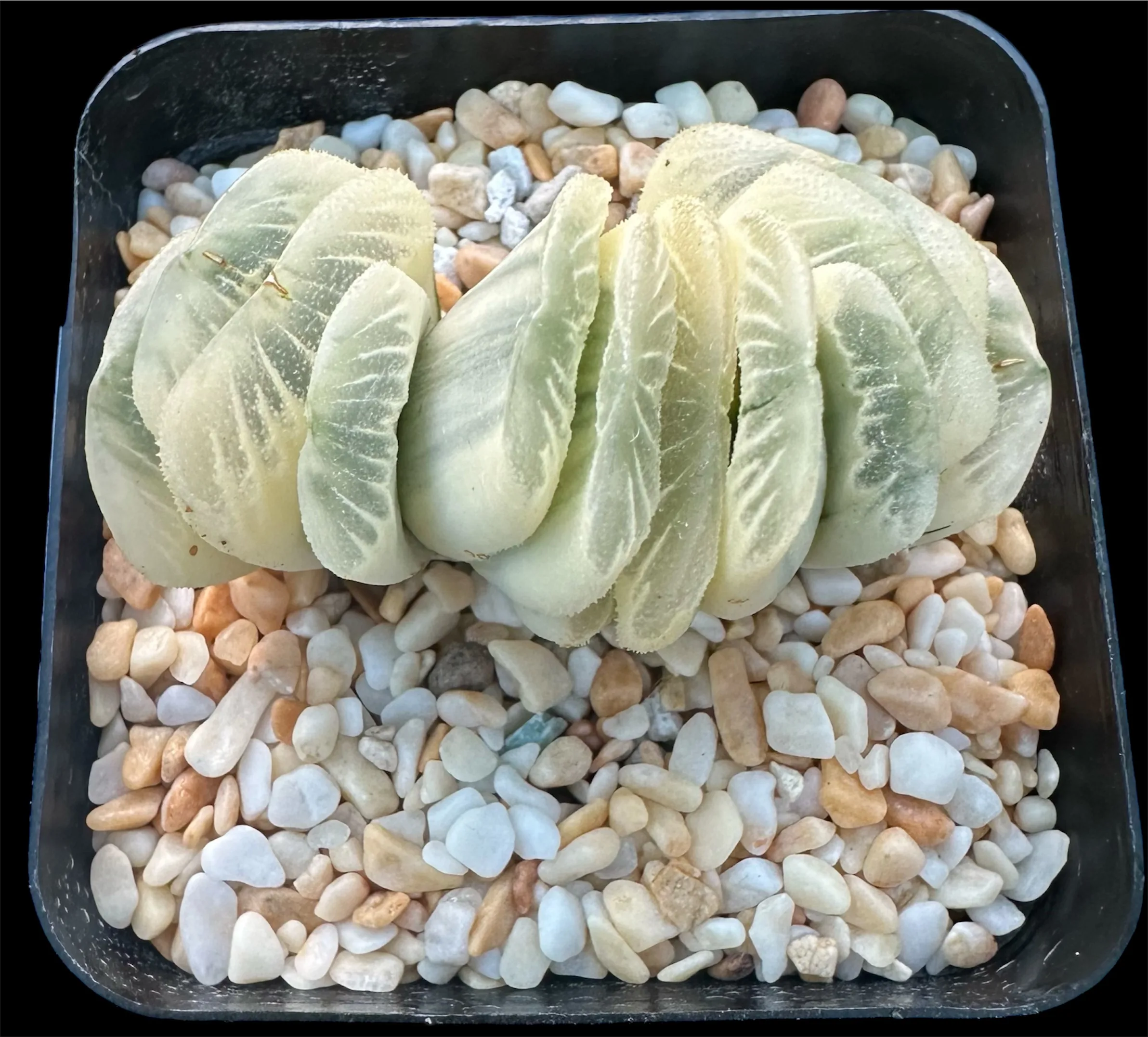 HAWORTHIA  TRUNCATA LIME GREEN REVERSE VARIEGATE - 7CM - Image 3