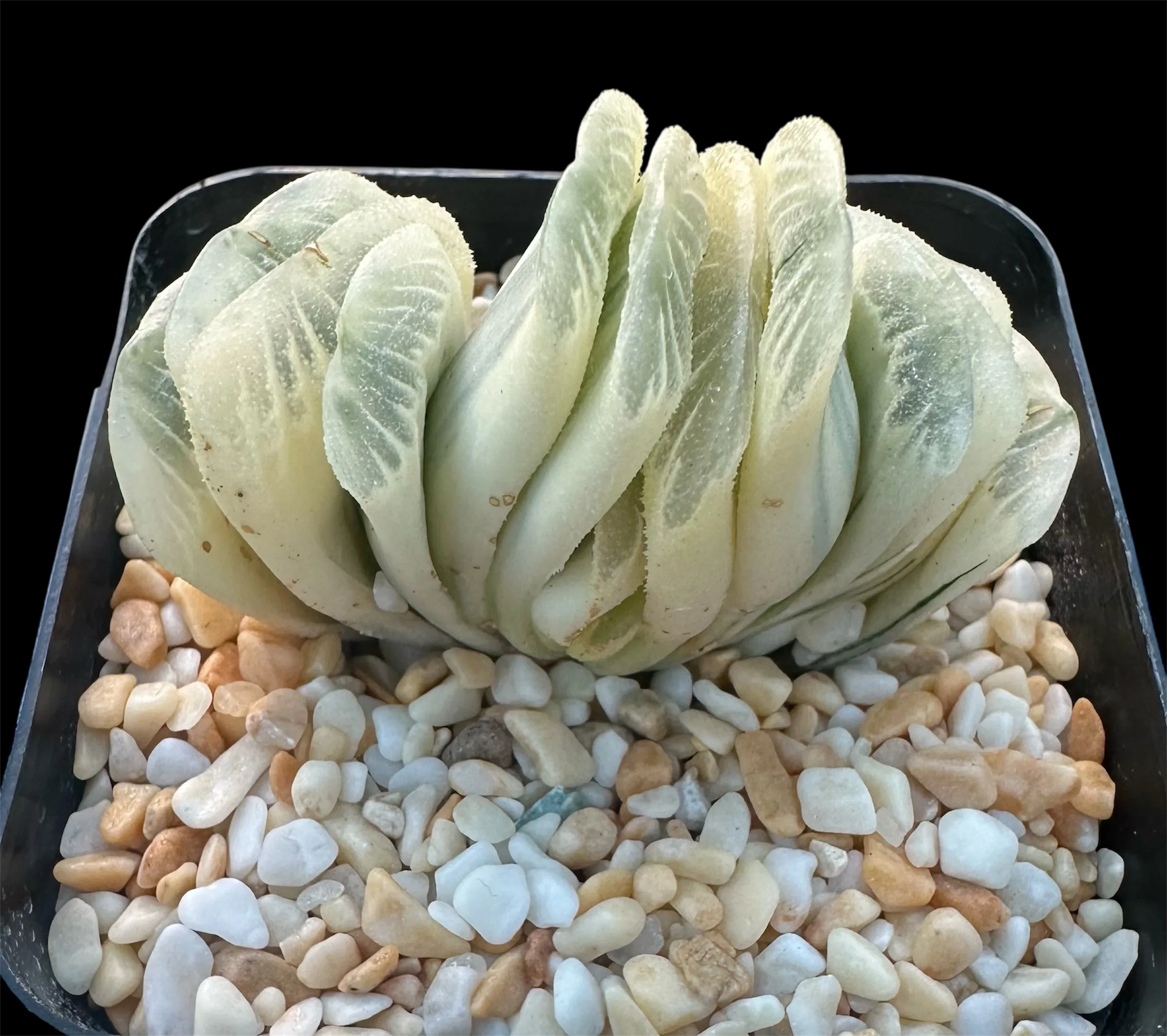 HAWORTHIA  TRUNCATA LIME GREEN REVERSE VARIEGATE - 7CM - Image 5