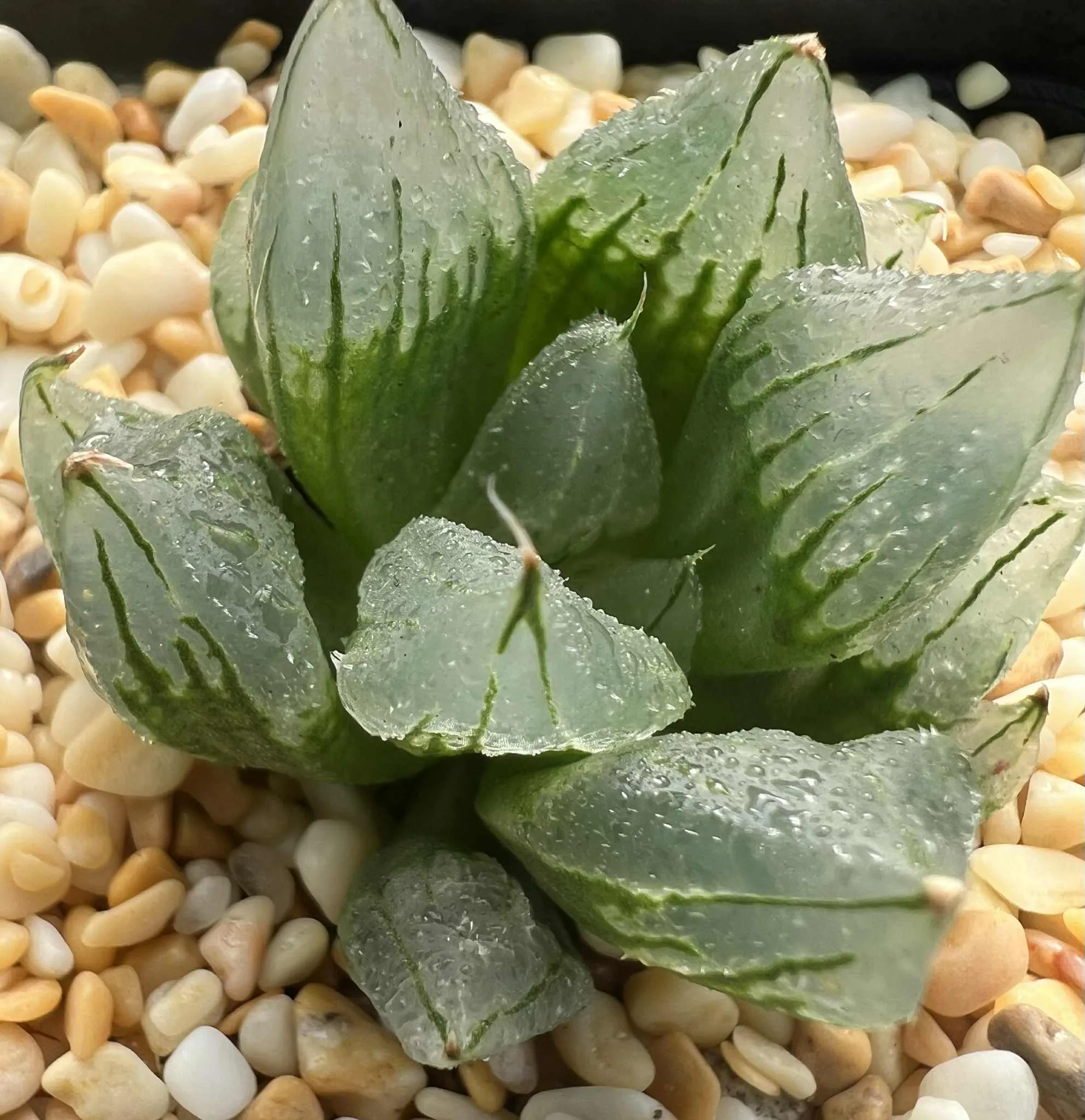 HAWORTHIA ASIA BASE - 7CM POT