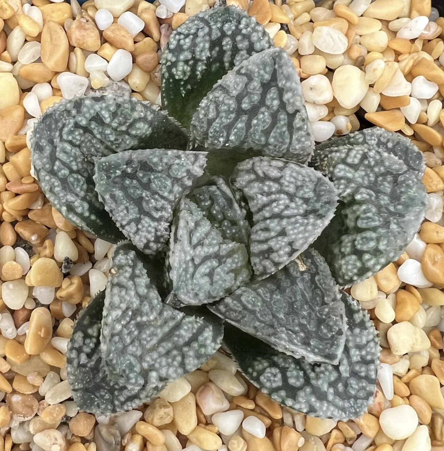 HAWORTHIA MORDOR