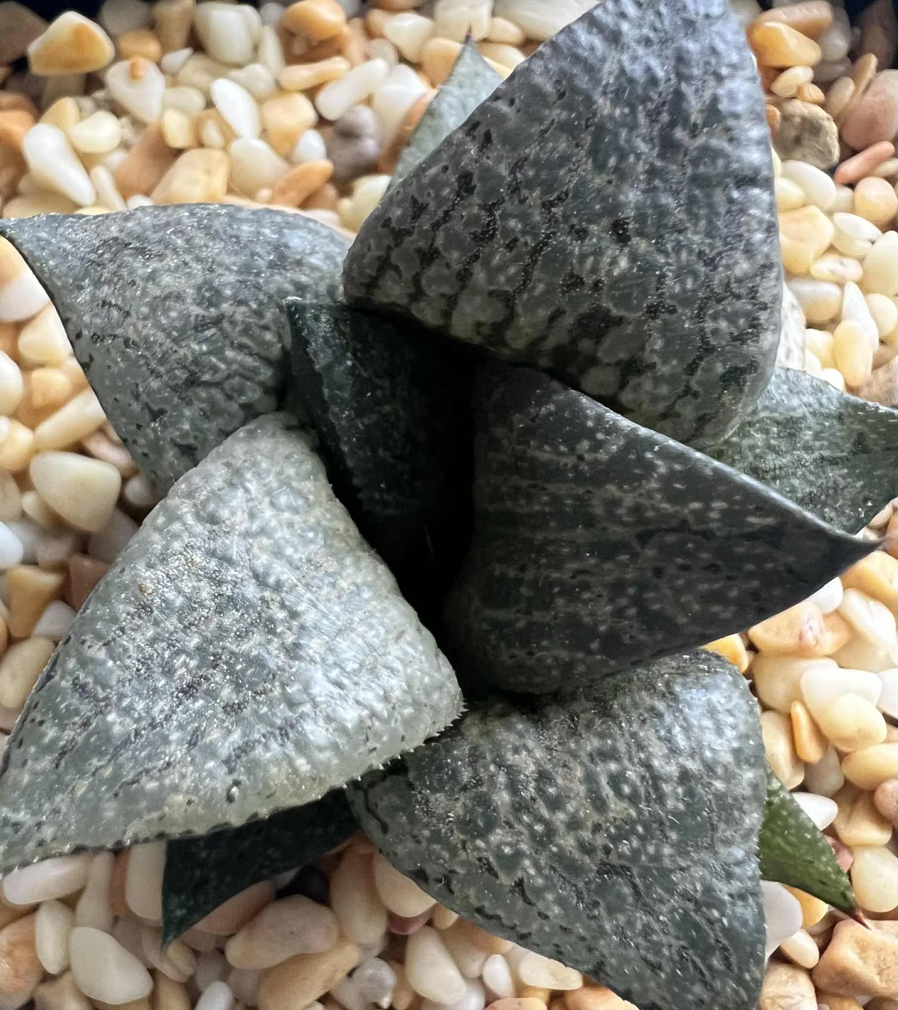 HAWORTHIA BADIA HYBRID