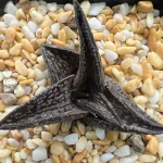 HAWORTHIA KINTAIKYO - 7CM POT