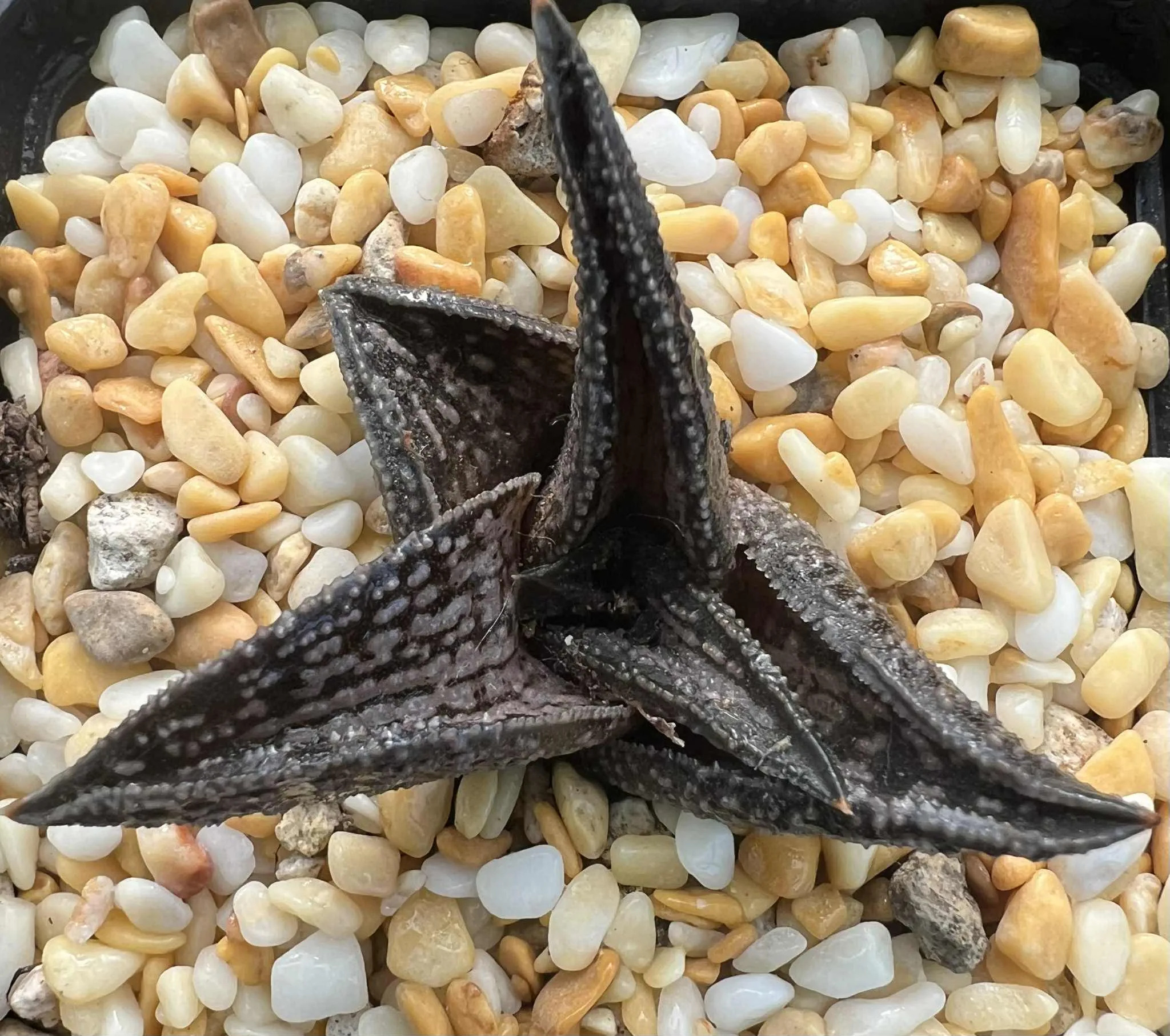 HAWORTHIA KINTAIKYO - 7CM POT