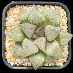 HAWORTHIA PICTA GM800B BEWERAS, S/E OUDTSHOOM (GM)- 8CM POT