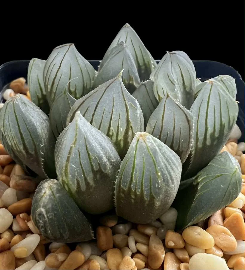 HAWORTHIA BLACK MUSCLE