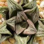 HAWORTHIA WHITE SNAKE (HAKUJA) EX RENNY - 7CM POT