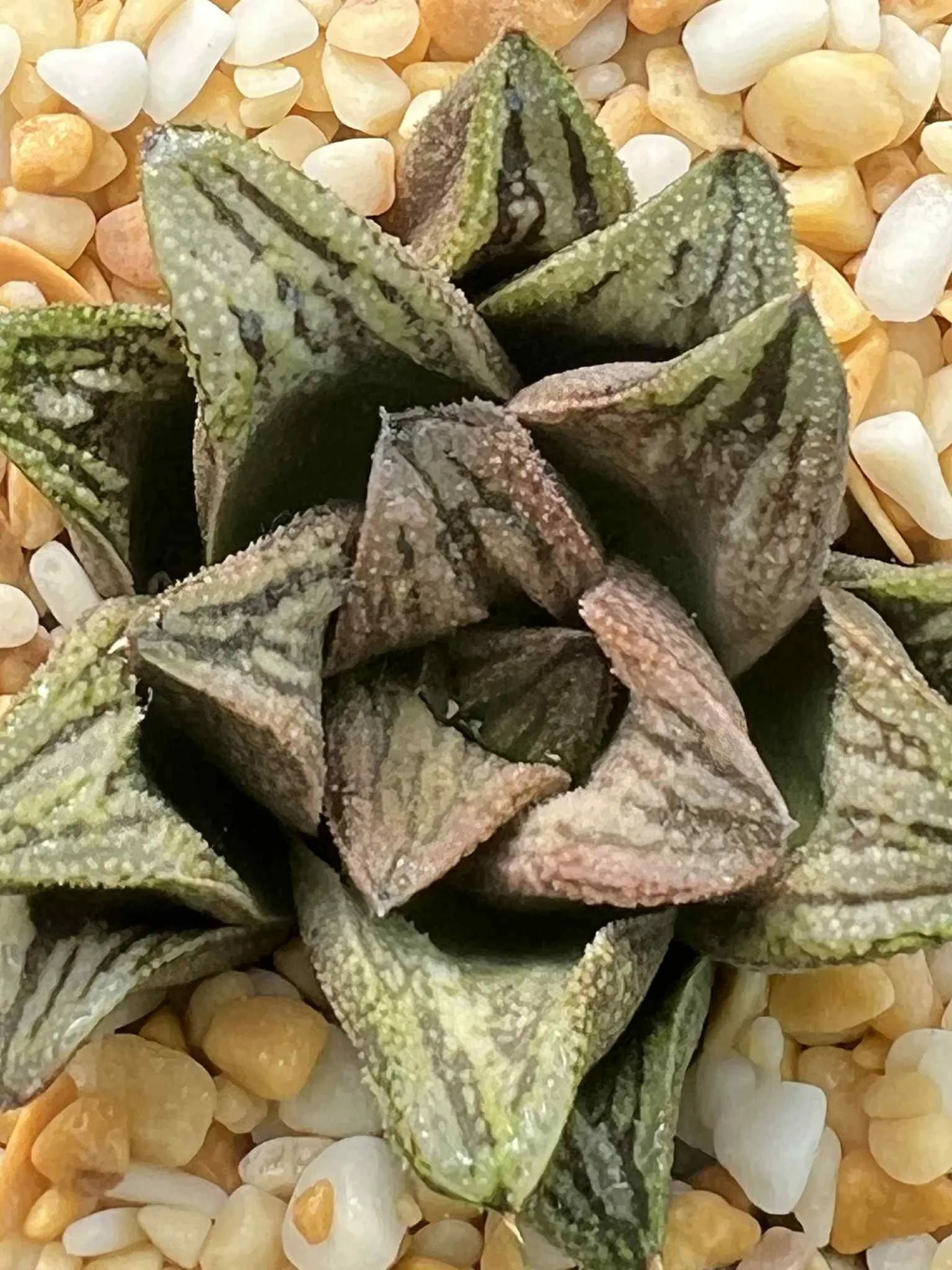 HAWORTHIA WHITE SNAKE (HAKUJA) EX RENNY - 7CM POT