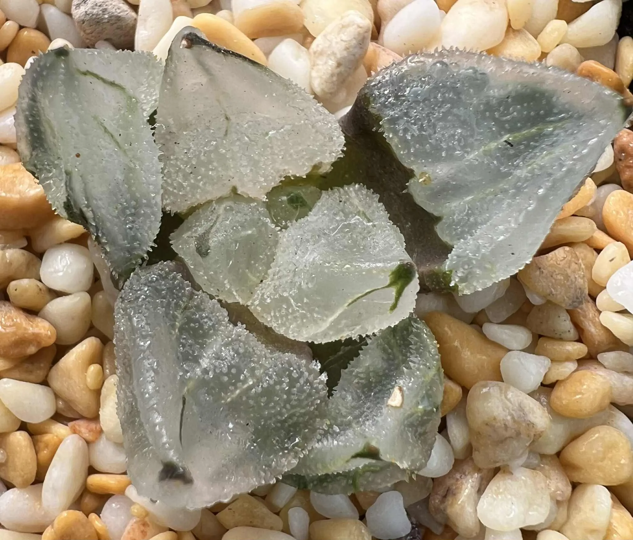 HAWORTHIA ICE CITY MUTANT - 5CM POT