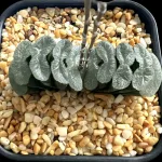 HAWORTHIA TRUNCATA WHITE LINES