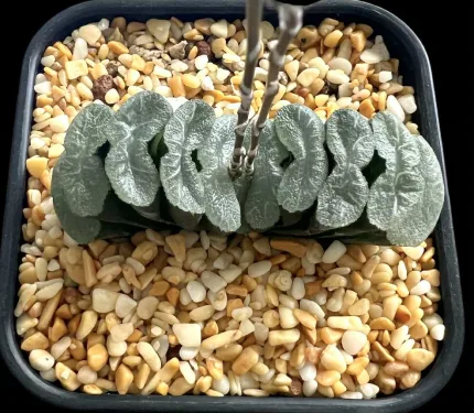 HAWORTHIA TRUNCATA WHITE LINES