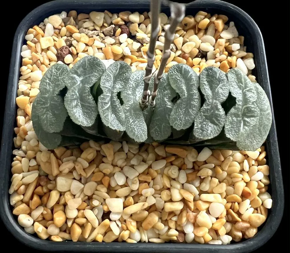 HAWORTHIA TRUNCATA WHITE LINES