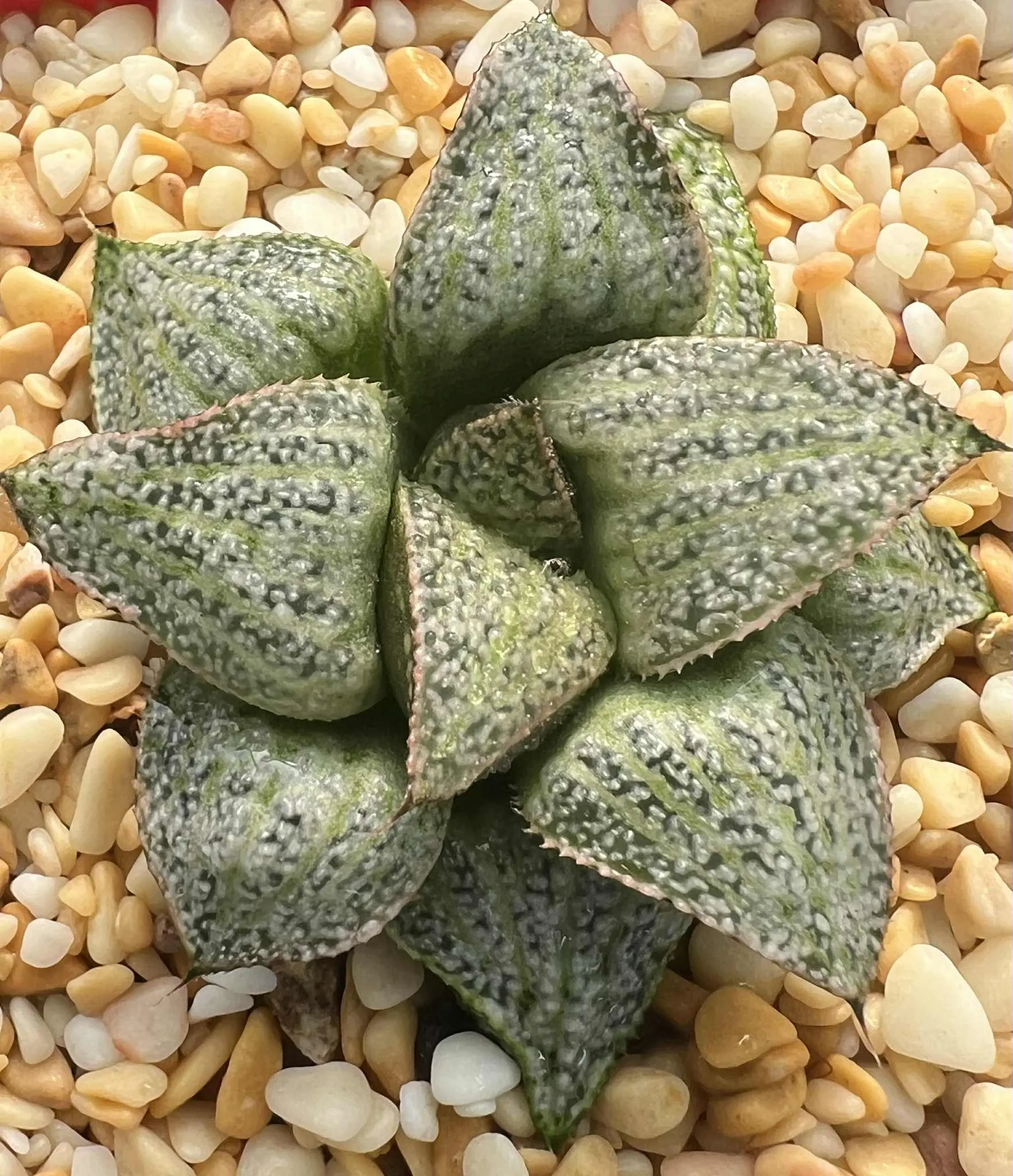 HAWORTHIA TAJ MAHAL - 7CM POT