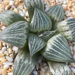 HAWORTHIA SPLENDENS LOVE - 9.2CM POT