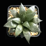 HAWORTHIA DREAM DANCER WALTZ - JOYCE COCOZZA