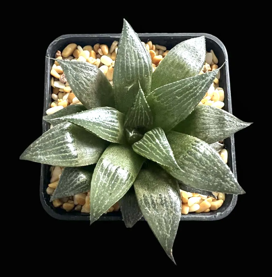 HAWORTHIA DREAM DANCER WALTZ - JOYCE COCOZZA