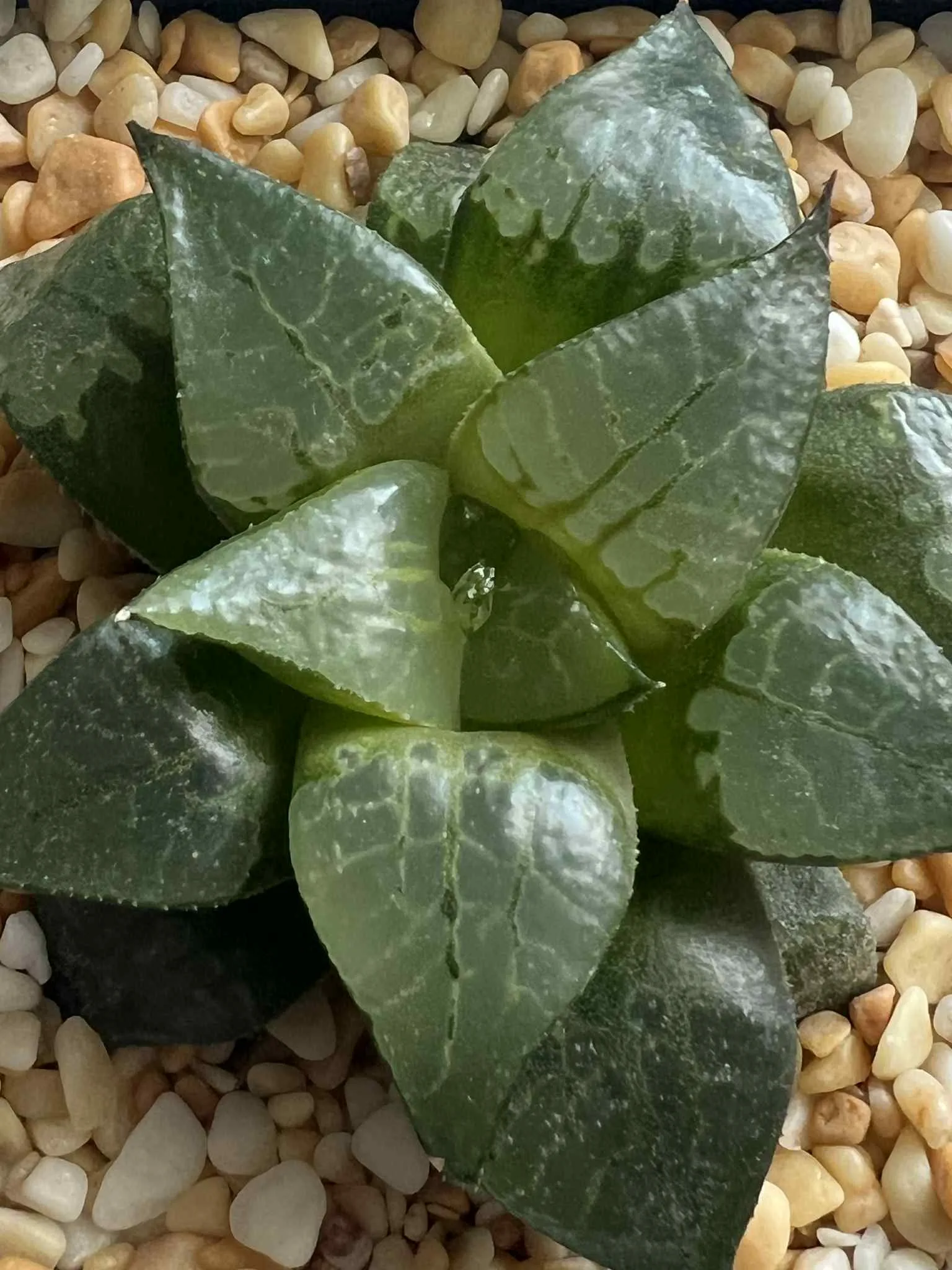 HAWORTHIA BLUEBIRD