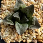 HAWORTHIA SILVER MUTICA
