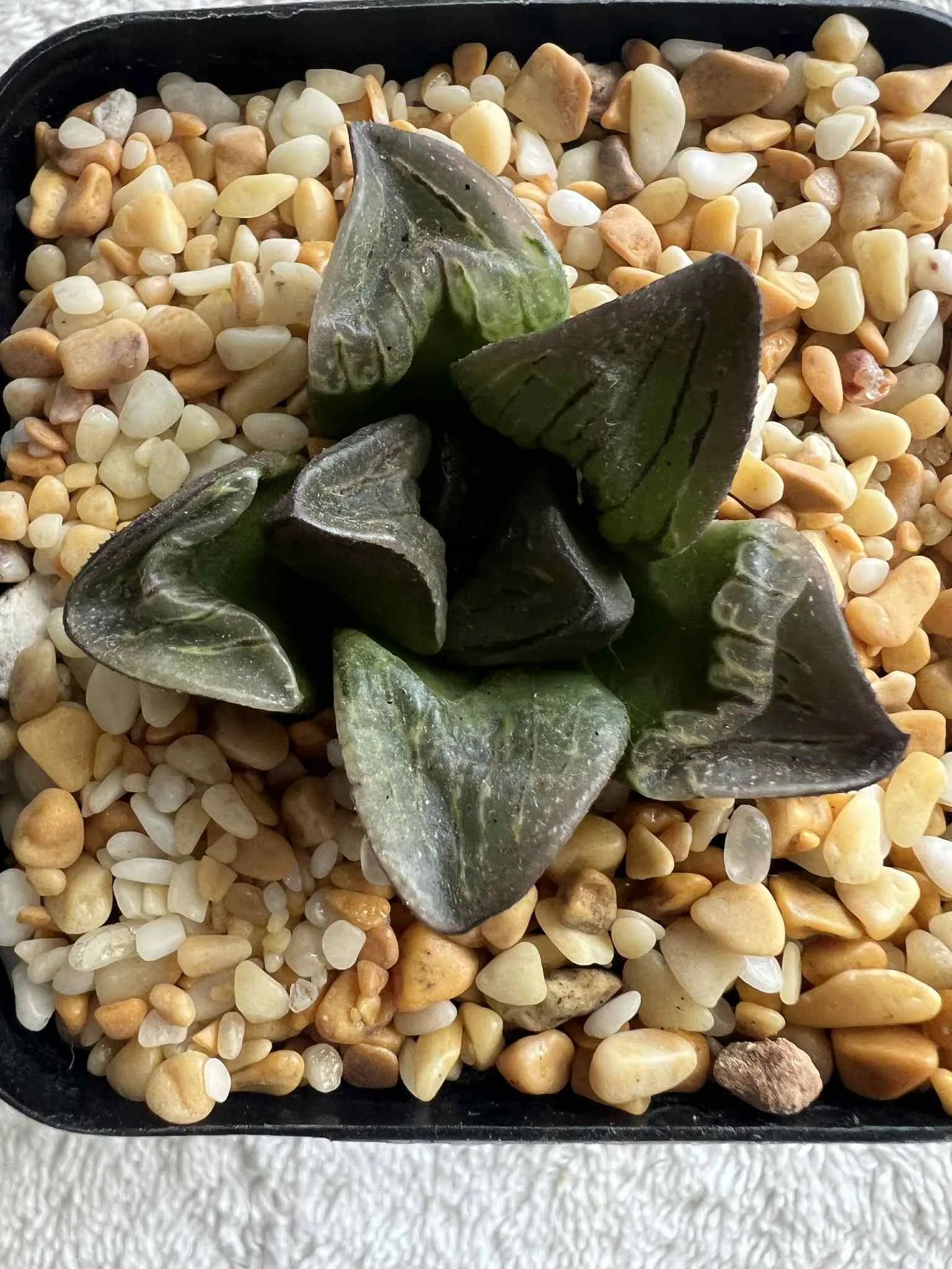 HAWORTHIA SILVER MUTICA