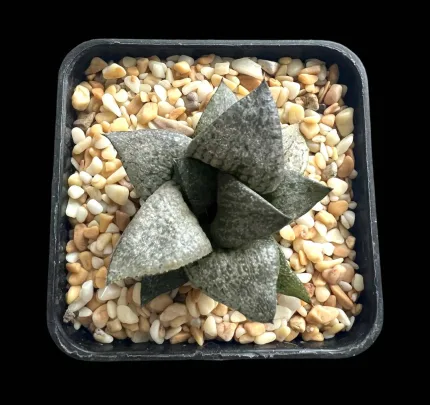 HAWORTHIA BADIA HYBRID - Image 3