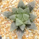 HAWORTHIA HAKUTEIJYO - 8CM POT