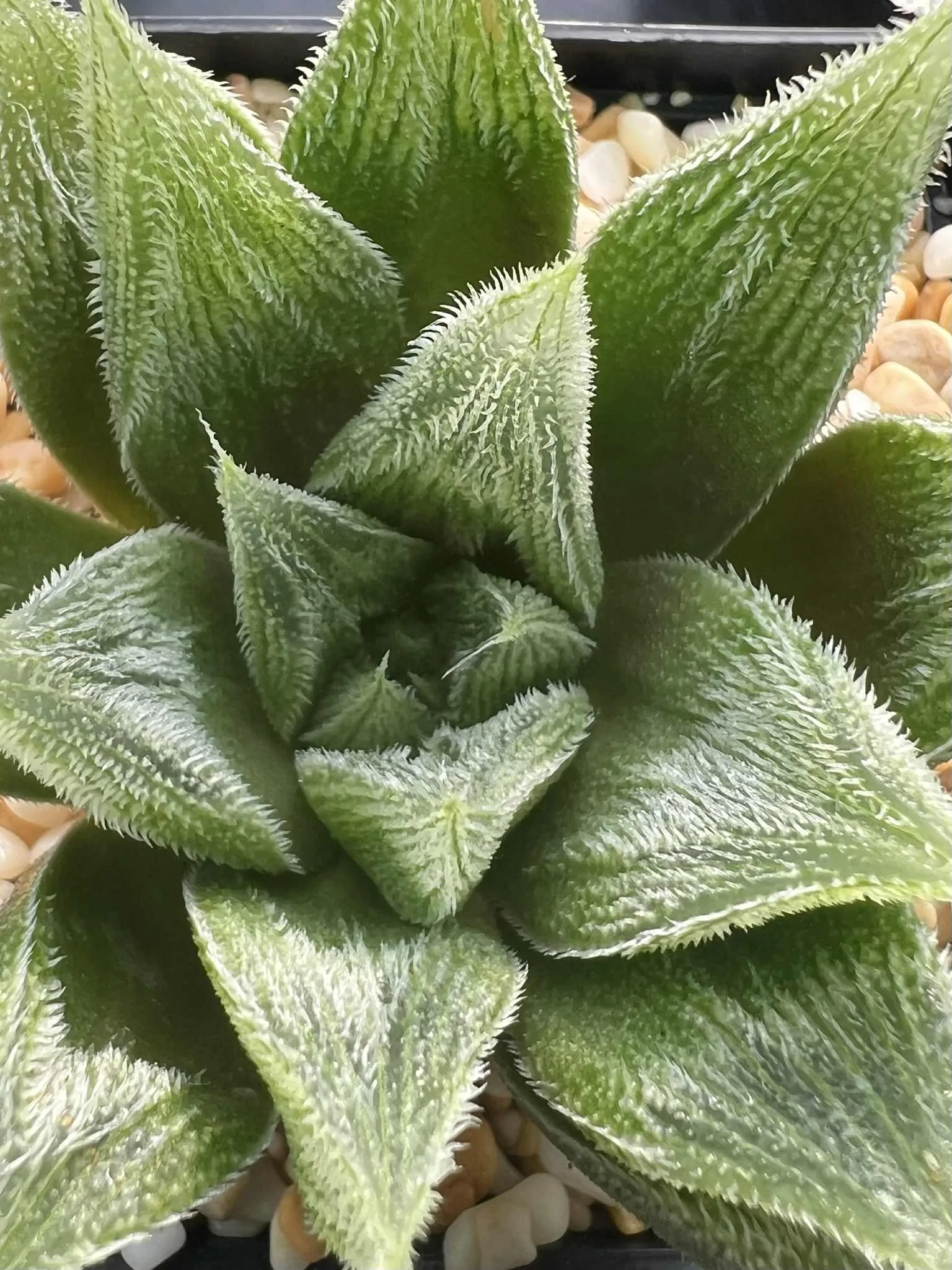 HAWORTHIA SILVER SOUL - 7CM POT